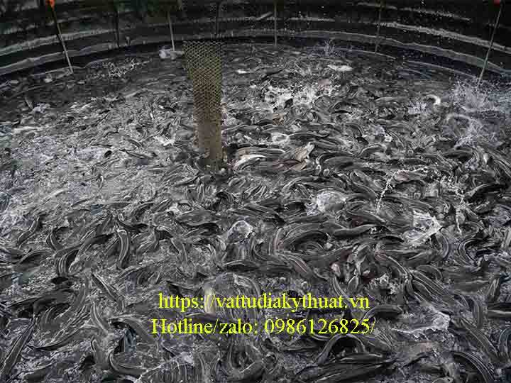 Hỗ trợ người dan phát triển nuôi cá lóc trong bể bạt ở Tây Ninh