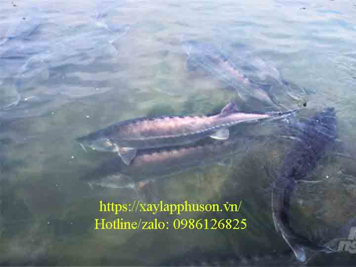 Cá tầm phát triển tốt trong lòng hồ thủy điện Sơn La