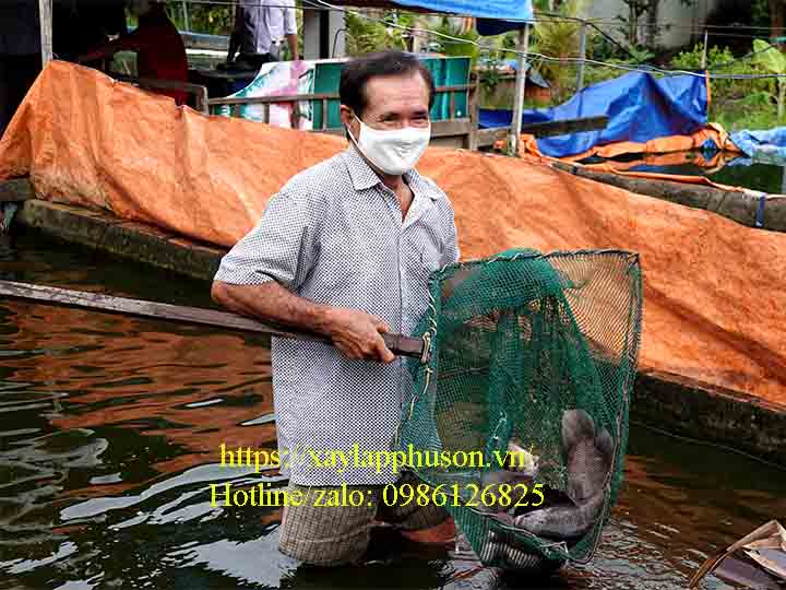 Cá tai tượng an tạp, dễ nuôi nhốt trong bể bạt HDPE