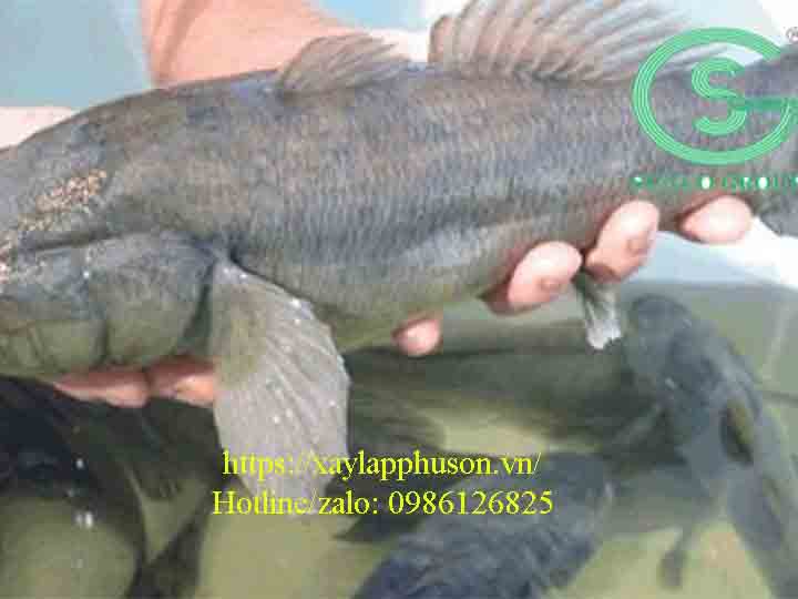 Mô hình nuôi cá tai tượng trong bể bạt HDPE ngày càng được ưa chuộng
