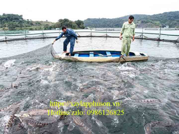 Thử nghiệm mô hình nuôi cá tầm trong lồng bè tại Lào Cai cho kết quả tốt